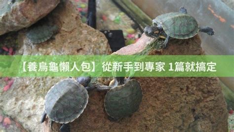 養三隻烏龜|【養烏龜懶人包】烏龜飼養攻略大公開，新手趕快學起。